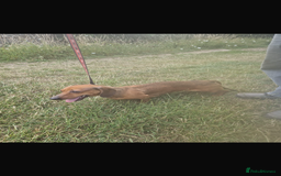 Dachshund dogs for sale: Dachshund 2 girls - Image 1