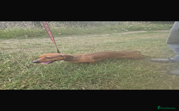 Dachshund dogs - Advert 1