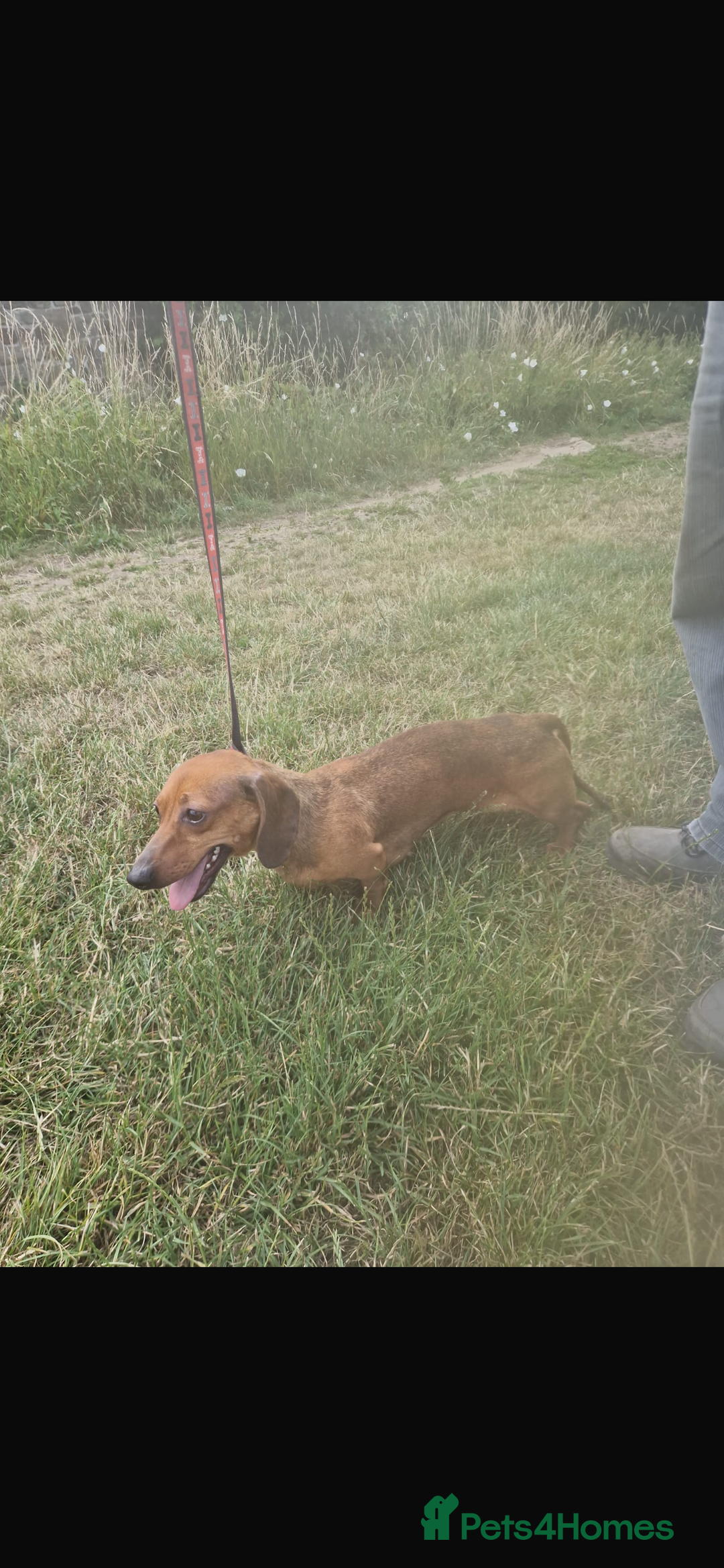 Dachshund dogs for sale: Dachshund 2 girls - Image 1