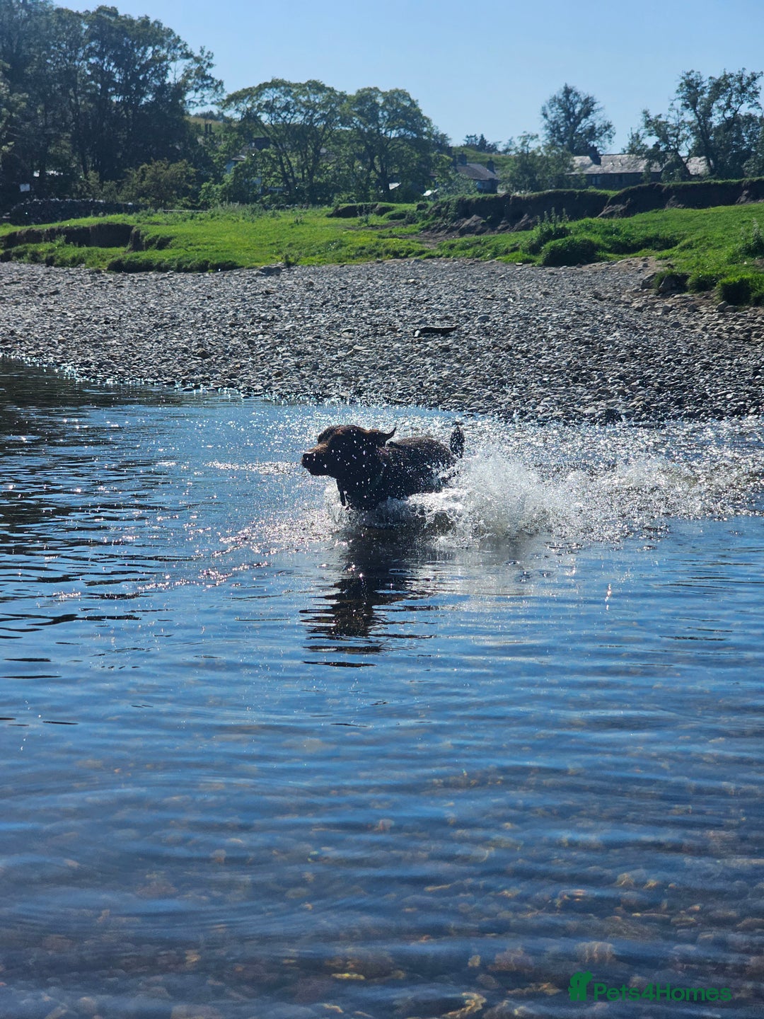 Patterdale Terrier dogs for stud: Patterdale for stud  - Image 4
