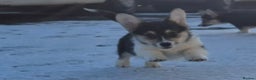 Welsh Corgi Pembroke dogs for sale: Kc reg 2 girls remaining bob & longtail - Advert 9
