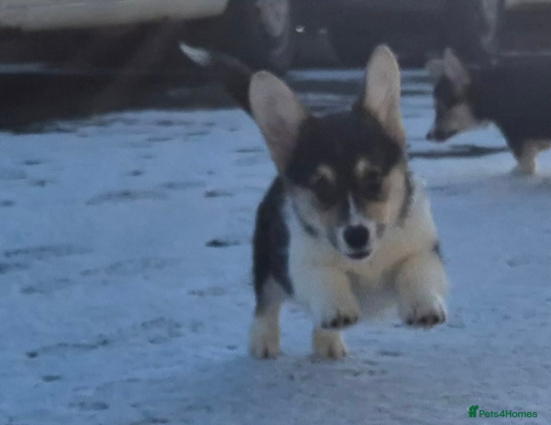 Welsh Corgi Pembroke dogs for sale: Kc reg 2 girls remaining bob & longtail - Advert 9
