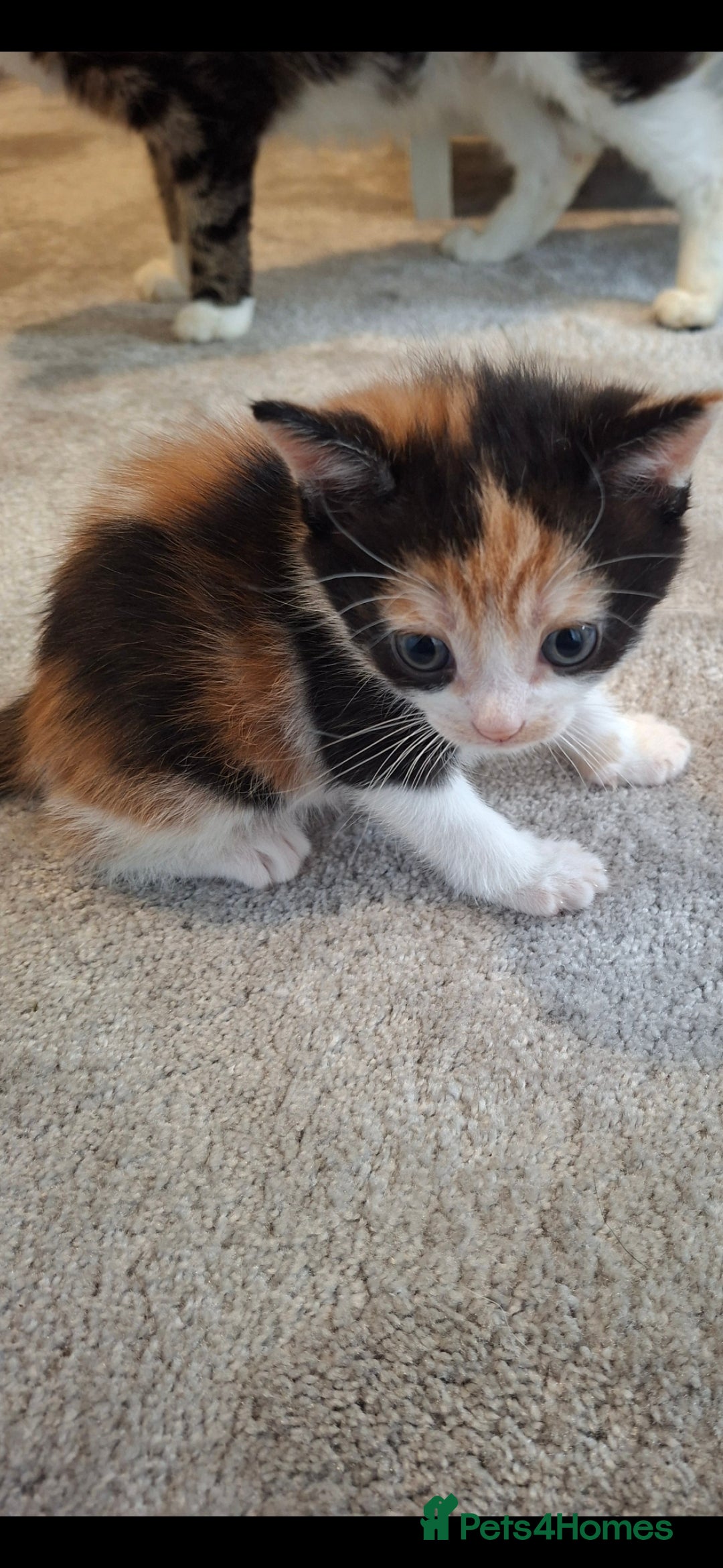 Maine Coon cats for sale: Maine coon cross  - Image 2