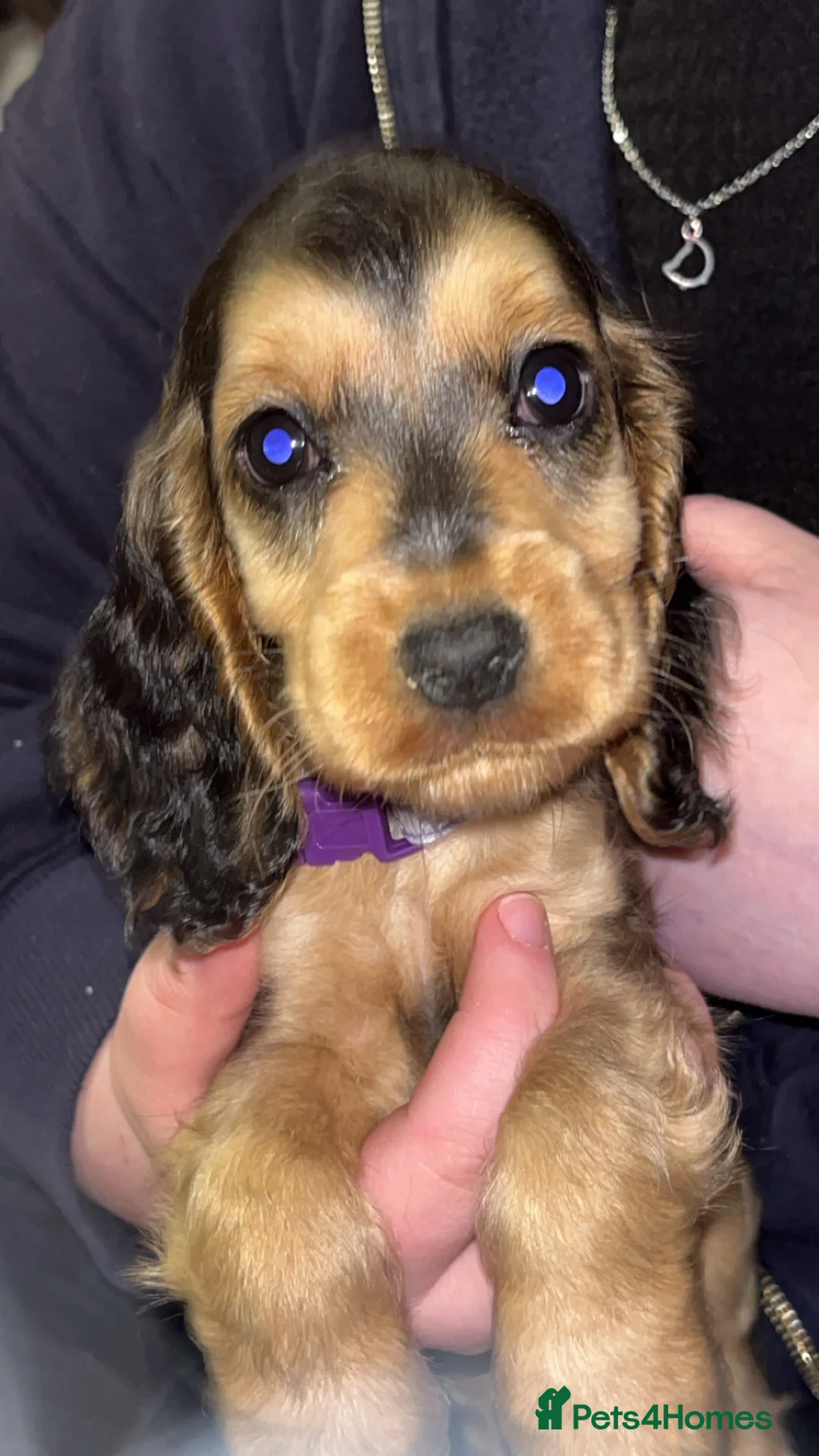 Cocker Spaniel dogs for sale: Beautiful cocker spaniel puppies  - Advert 2