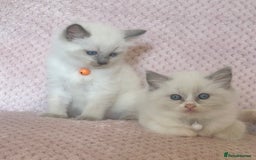 Ragdoll cats for sale: Affectionate, Cuddly, Playful Kittens - Image 32