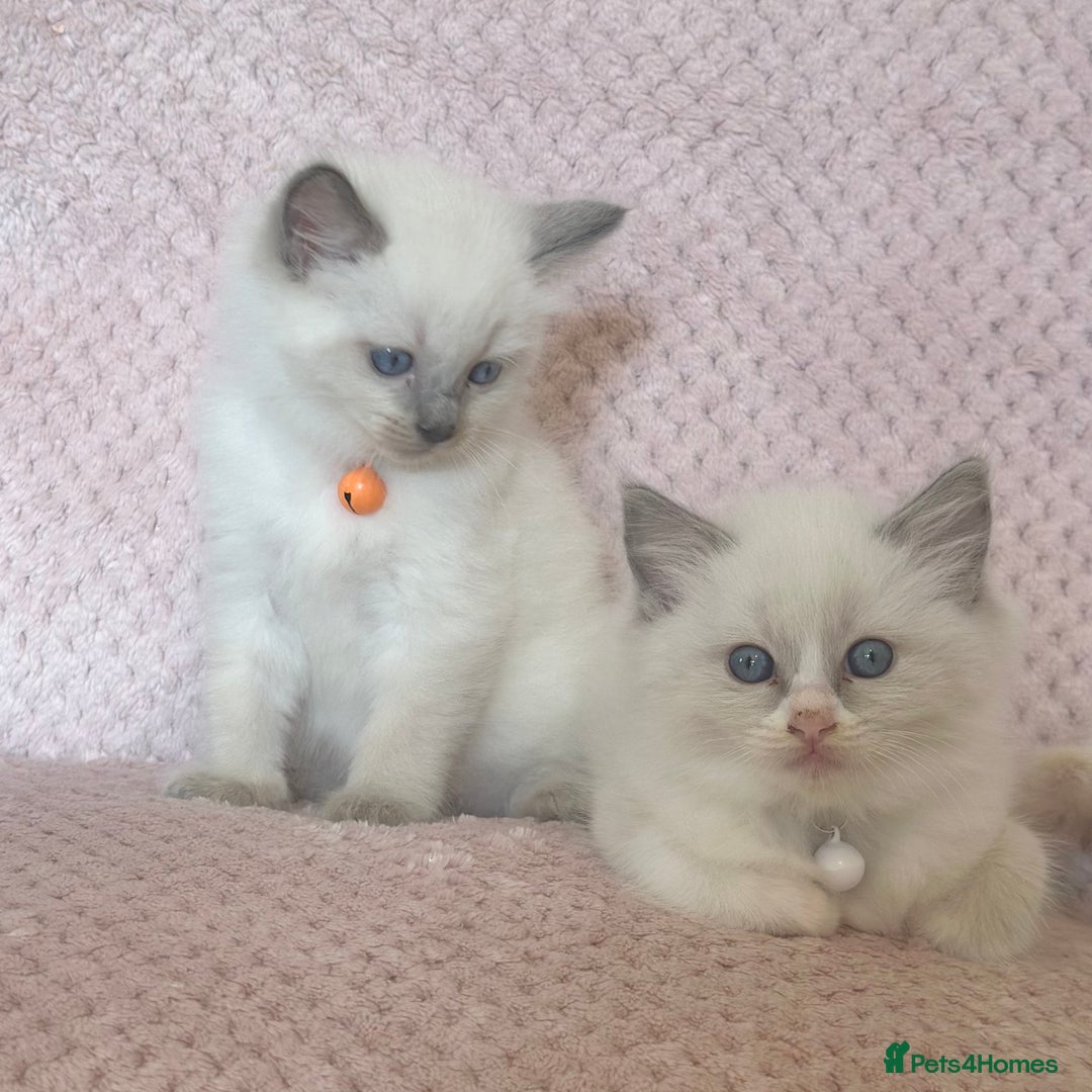 Ragdoll cats for sale: Affectionate, Cuddly, Playful Kittens - Image 32