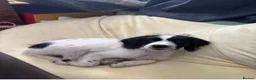 Mixed Breed dogs for sale: Cookerpoo male for sale - Advert 2