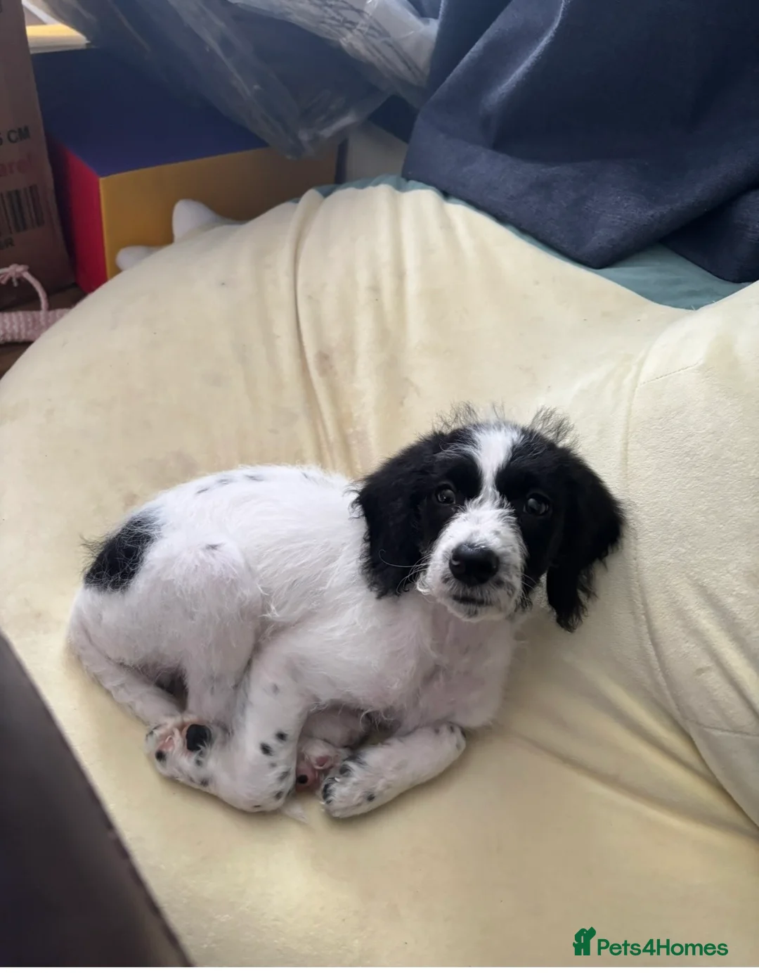Mixed Breed dogs for sale: Cookerpoo male for sale - Advert 2