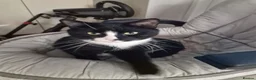 Mixed Breed cats for sale: Cats for sale - Orea and Malteser  - Advert 14