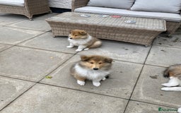 Rough Collie dogs for sale: ROUGH COLLIE SABLE AND WHITE PUPPIES - Image 21