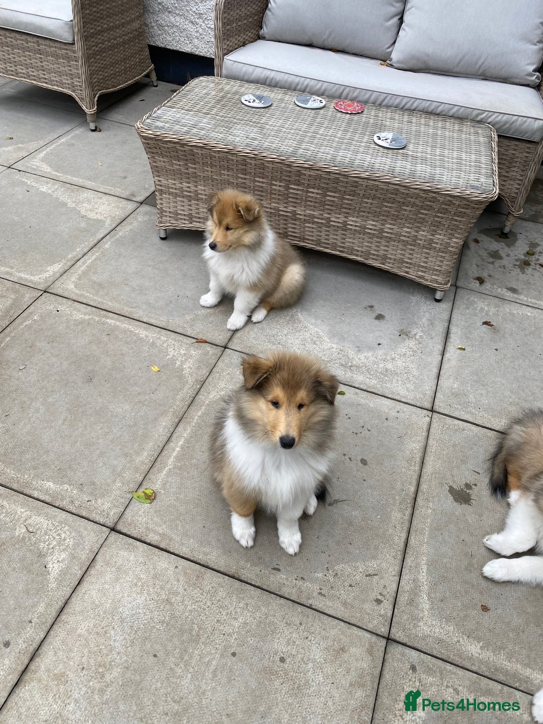 Rough Collie dogs for sale: ROUGH COLLIE SABLE AND WHITE PUPPIES - Image 21