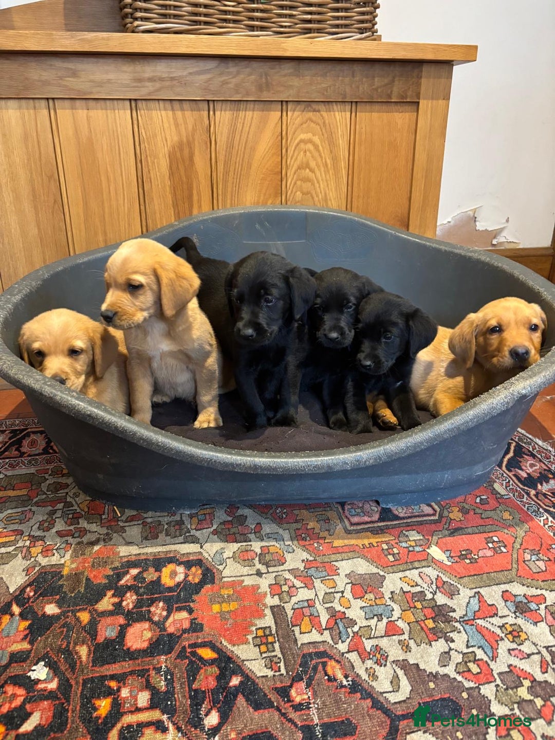 Goldador dogs for sale: GORGEOUS GOLDADORS  - Image 12