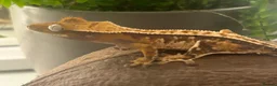 Mixed Breed reptiles for sale: various geckos! - Advert 7