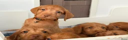 Hungarian Vizsla dogs for sale: Wirehaired Hungarian Vizsla 💕 - Advert 9