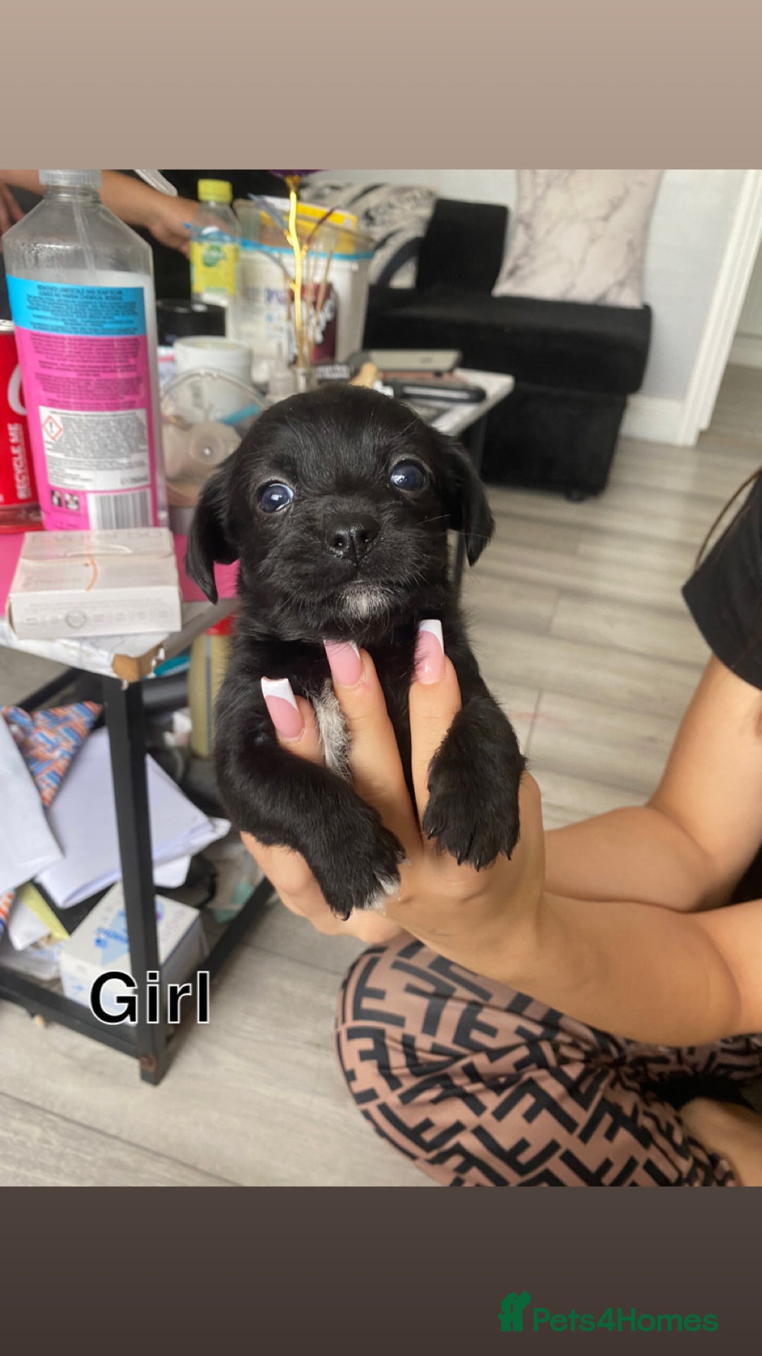 Mixed Breed dogs for sale: Puppies for sale - Image 9