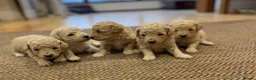Poochon dogs for sale: POOPOOCHONS!  - Advert 3