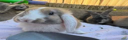 Mixed Breed rabbits for sale: Rabbits for sale - Advert 7