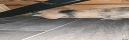 Mini Lop rabbits for sale: Male rabbit 8 months old  - Advert 3
