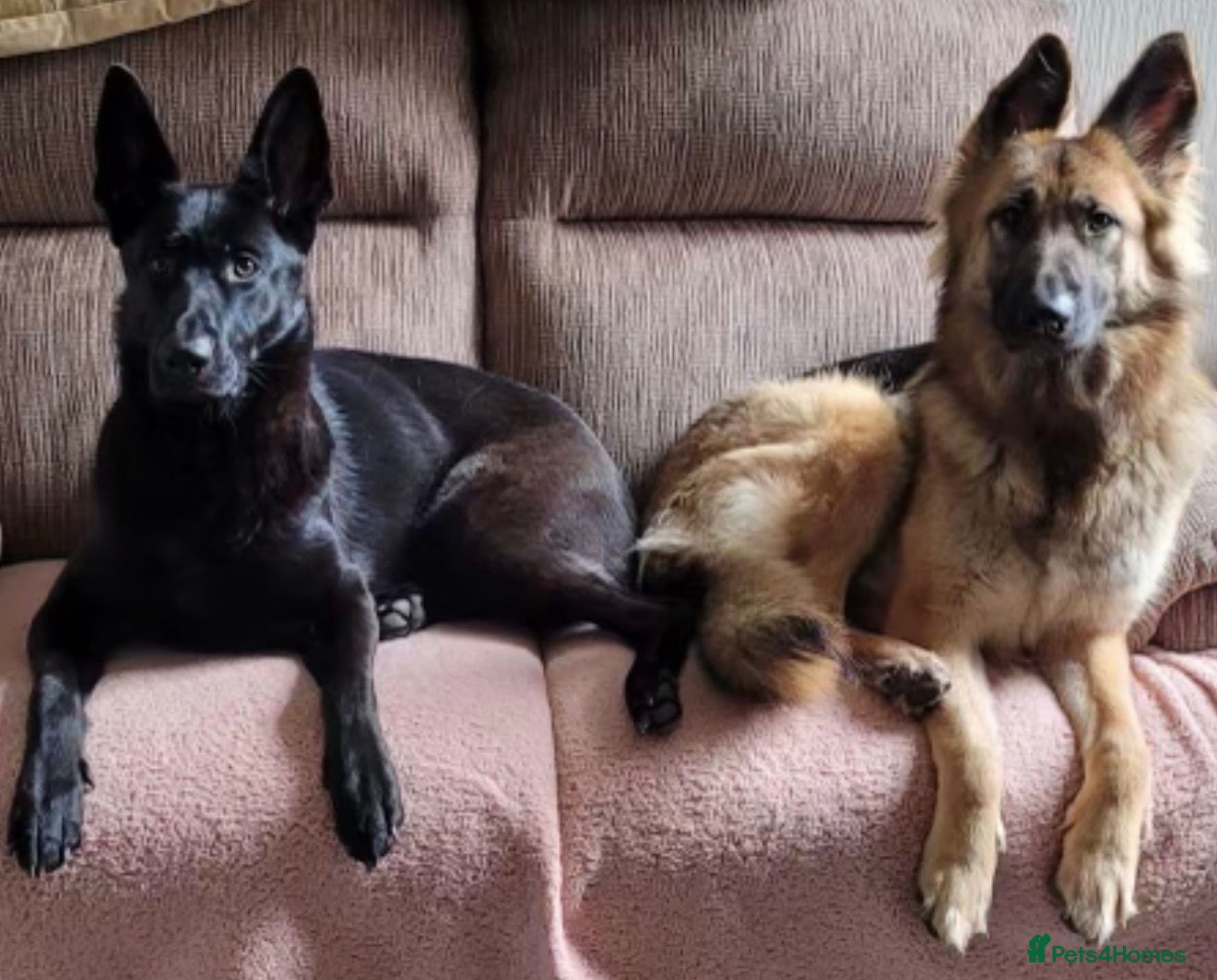 German Shepherd dogs 2 female German shepherd sisters  - Advert 1