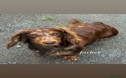 Miniature Dachshund dogs for sale: Miniature Dachshund Pups  - Image 8