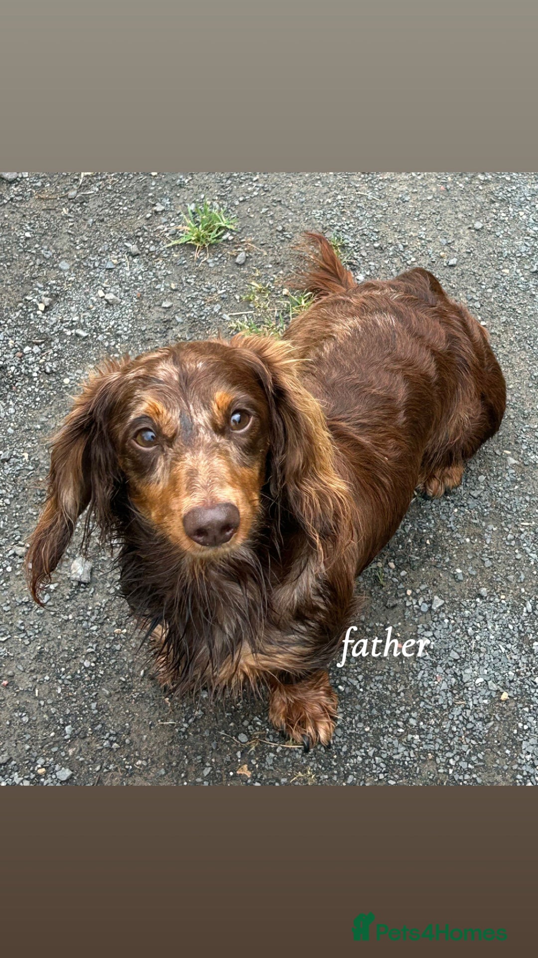 Miniature Dachshund dogs for sale: Miniature Dachshund Pups  - Image 8