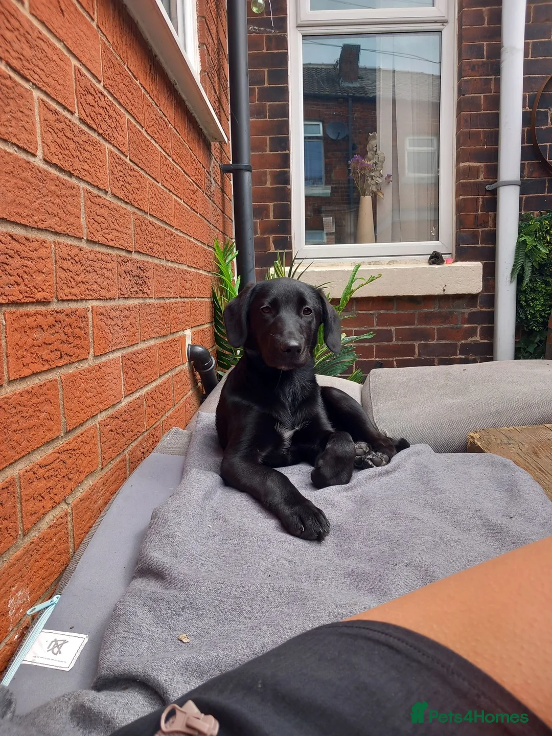 Springador dogs for sale: Springador 7 months old in Bolton - Advert 5