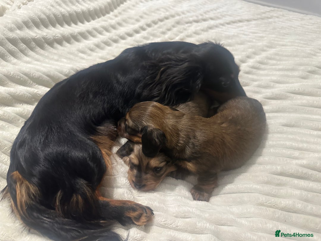 Dachshund dogs for sale:  KC Registered mini long hair Dachshund Puppies  - Image 8