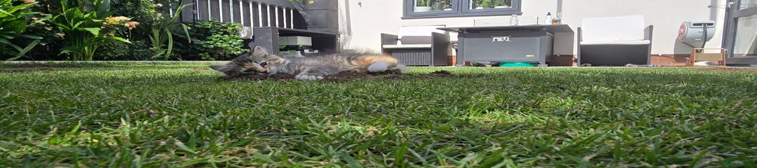 RagaMuffin Kitten 3