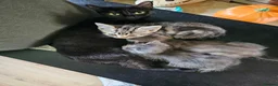 Mixed Breed cats for sale: Adorable grey kittens for sale - Advert 3