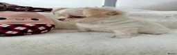 Chihuahua dogs for sale: KC LONG COAT CHIHUAHUAS - Advert 25