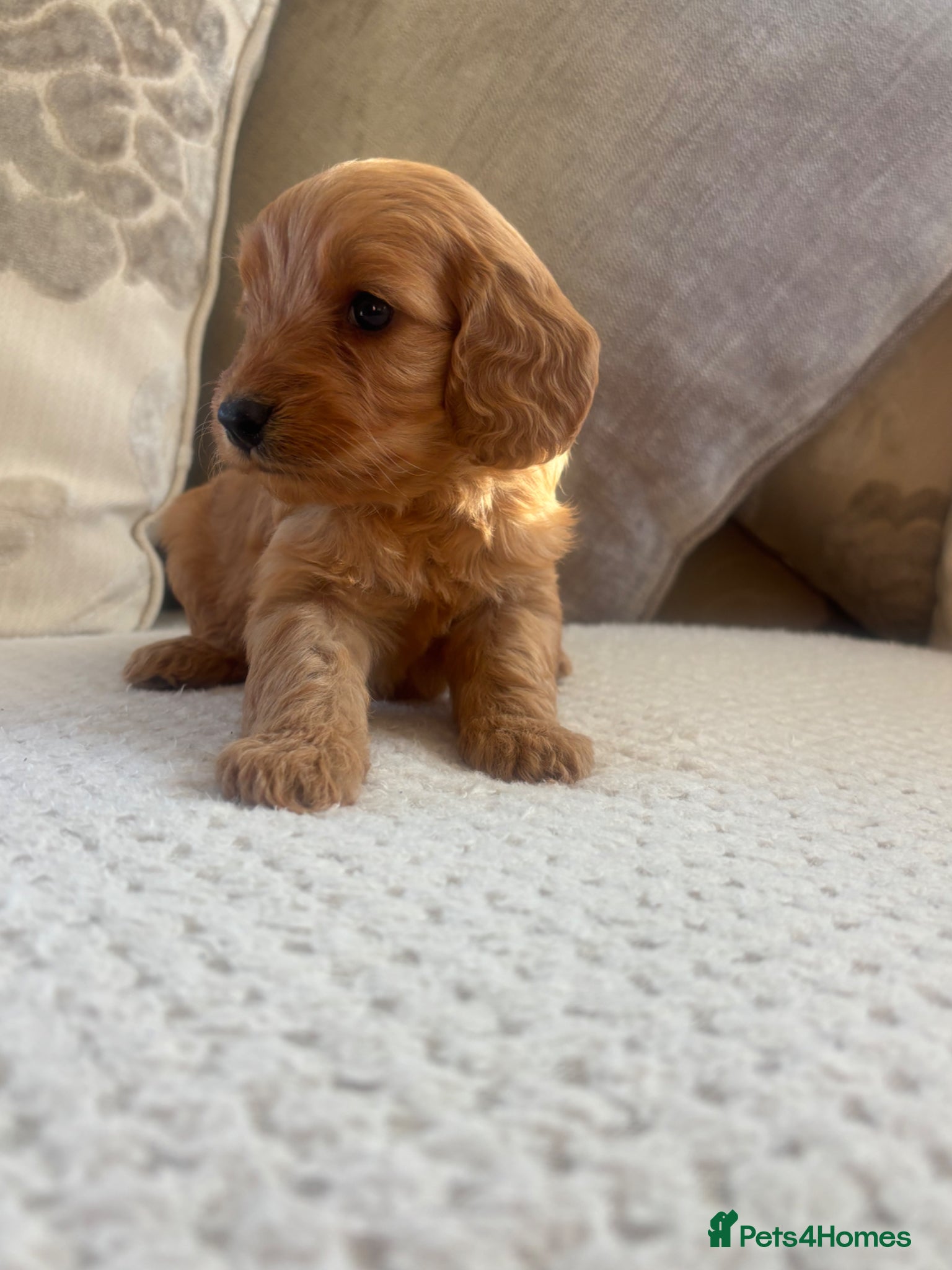 Cockapoo dogs Beautiful F1 Cockerpoo’s - Advert 13