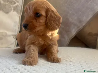 Cockapoo dogs Beautiful F1 Cockerpoo’s - Advert 13