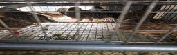 Quail poultry for sale: Quails and quails eggs &jambo males - Advert 3