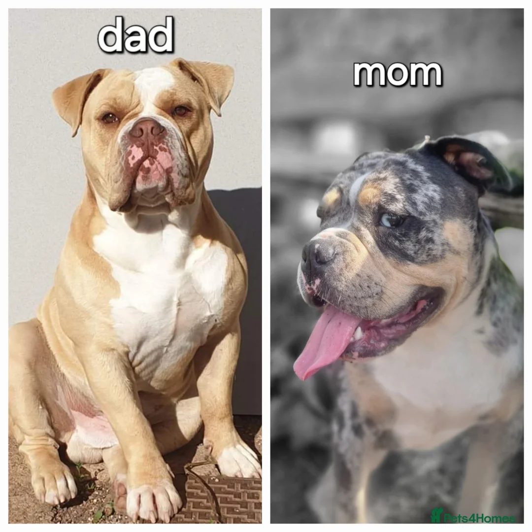 Dorset Olde Tyme Bulldogge dogs for sale: Olde English bulldog puppies  - Advert 9