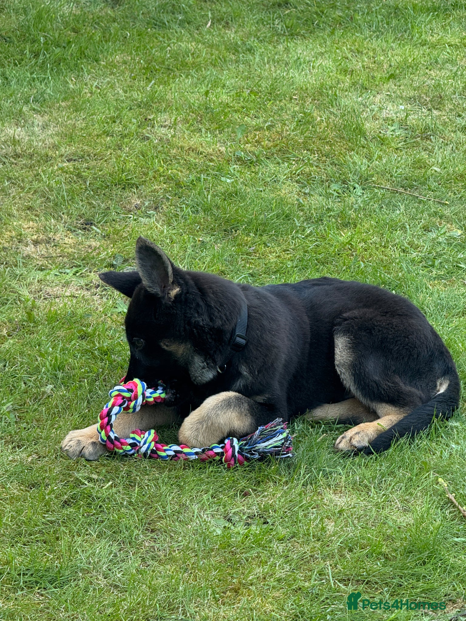 German Shepherd dogs german shapahd puppy 4 month old  - Advert 1