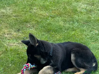 German Shepherd dogs german shapahd puppy 4 month old - Advert 1