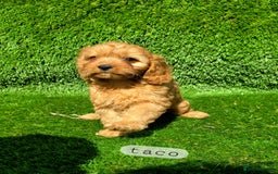 Cavapoo dogs for sale: Ready soon, TOY F1 RED CAVAPOOS DNA CLEAR - Image 18