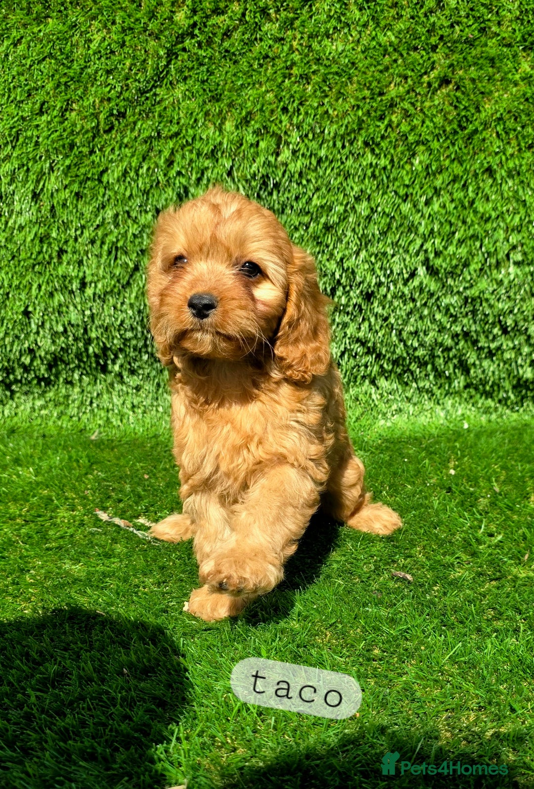 Cavapoo dogs for sale: Ready soon, TOY F1 RED CAVAPOOS DNA CLEAR - Image 18