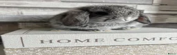 Mini Lop rabbits for sale: 🦋 Mini lop Babys 🦋 - Advert 28