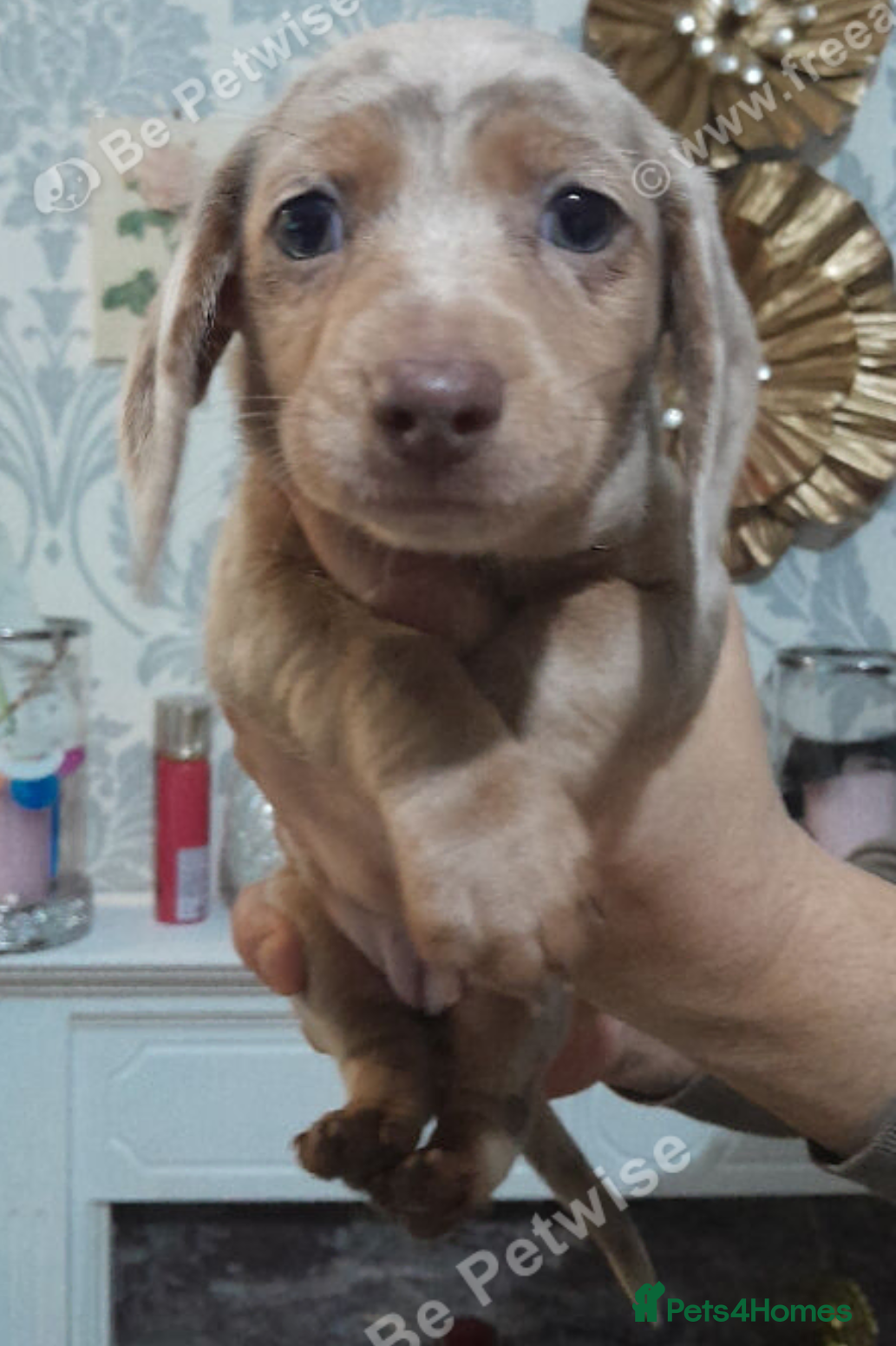 Miniature Dachshund dogs Last 2 mini Dachshund Puppy's  - Advert 1