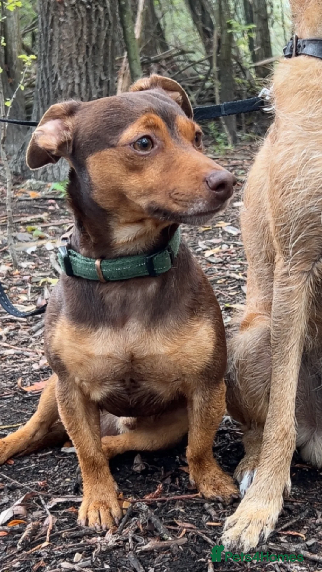 Jack Russell dogs for stud: 🤎Rocco🤎 - Advert 1