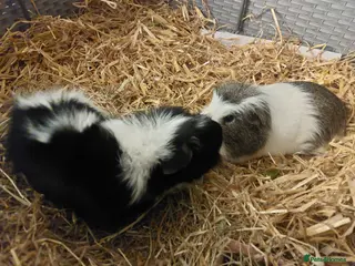 Guinea Pig rodents 2 x Male Guinea Pigs - Advert 20