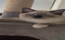 Ragdoll cats for sale: Available Now! GCCFReg   - Image 17