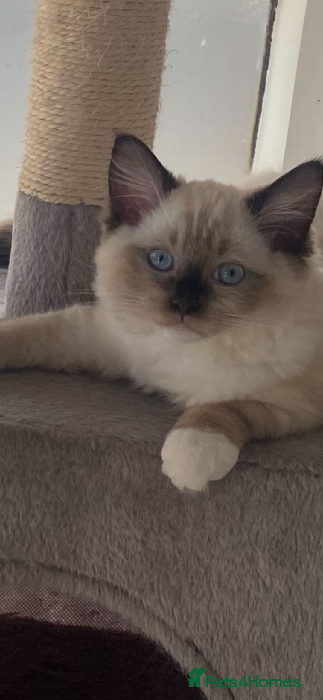 Ragdoll cats for sale: Available Now! GCCFReg   - Image 17