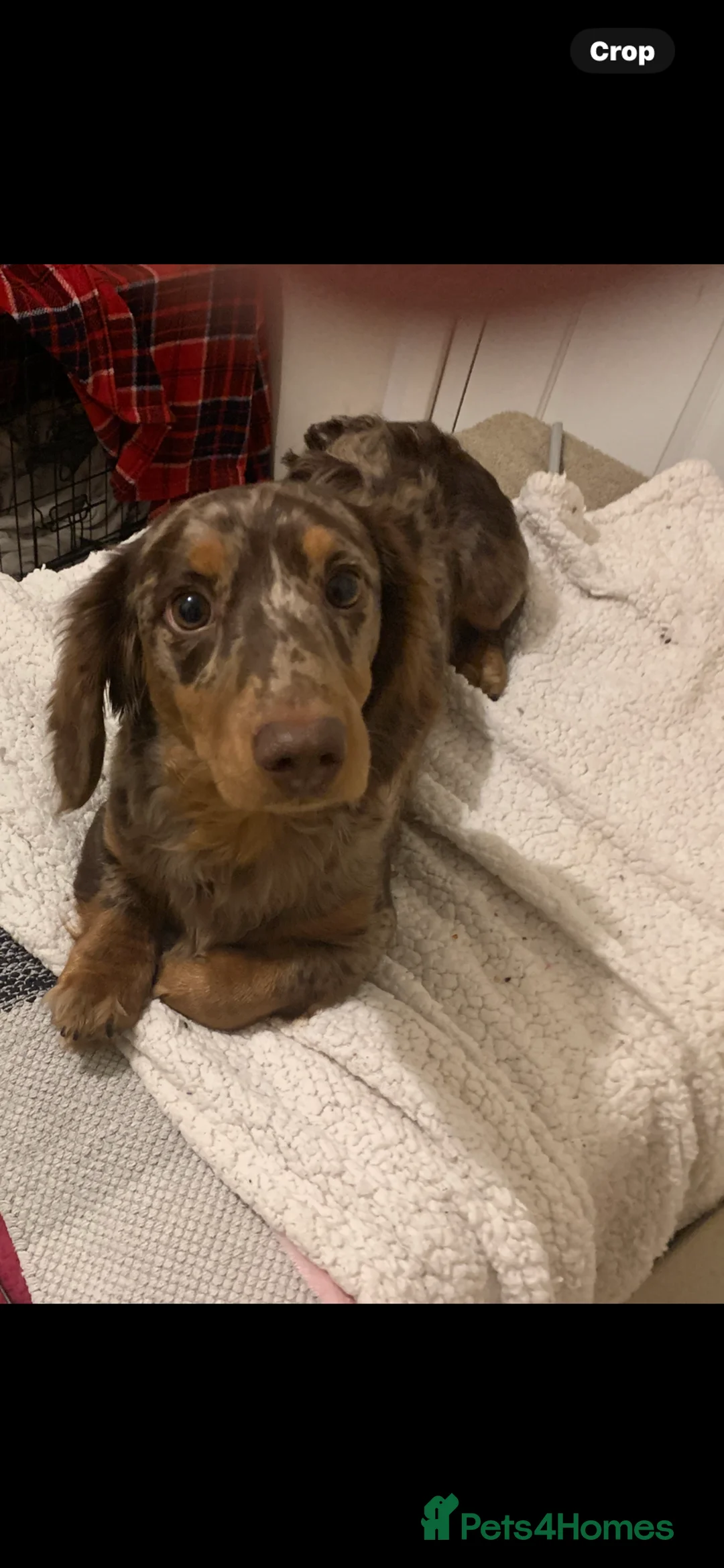 Dachshund dogs for stud: K.C reg. long hair dapple dachshund for STUD - Advert 12