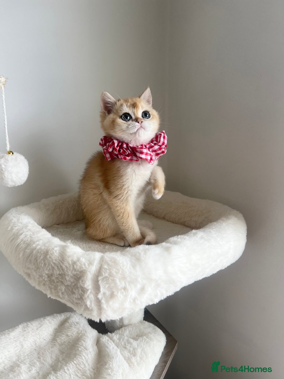 British Shorthair cats for sale: Rare NY12 British Shorthair Kittens  - Image 11