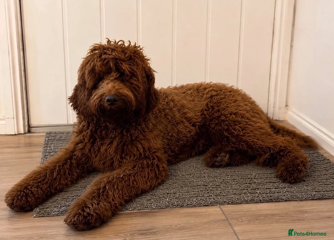 Goldendoodle dogs for sale: Top Quality, Health Tested Multigen Double Doodles - Advert 38