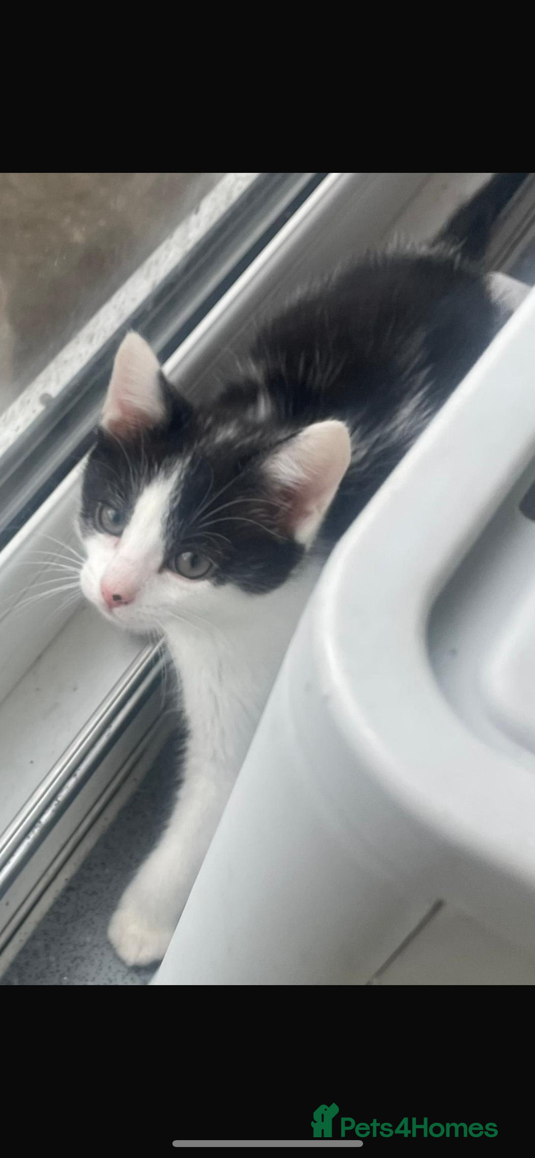 Mixed Breed cats for sale: Kittens for sale - Advert 4