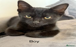 Mixed Breed cats for sale: 7 kittens for sale  - Image 8