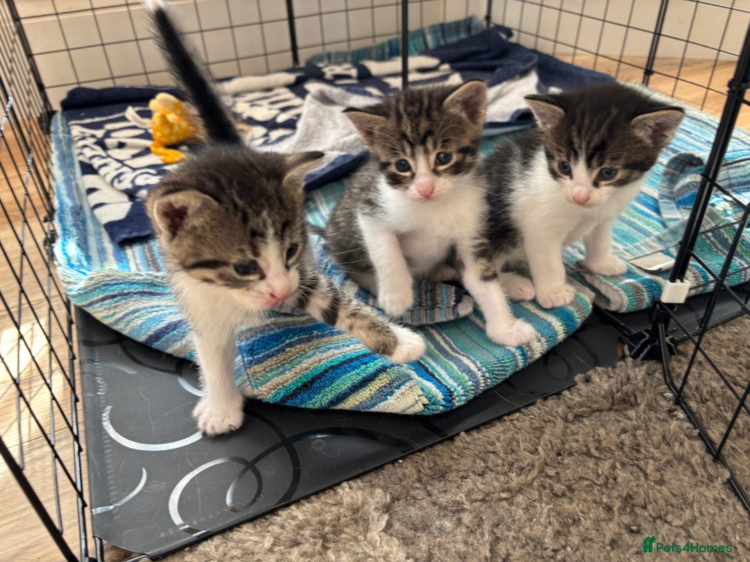 Mixed Breed cats for sale: 4 cute bundles of joy  - Image 12